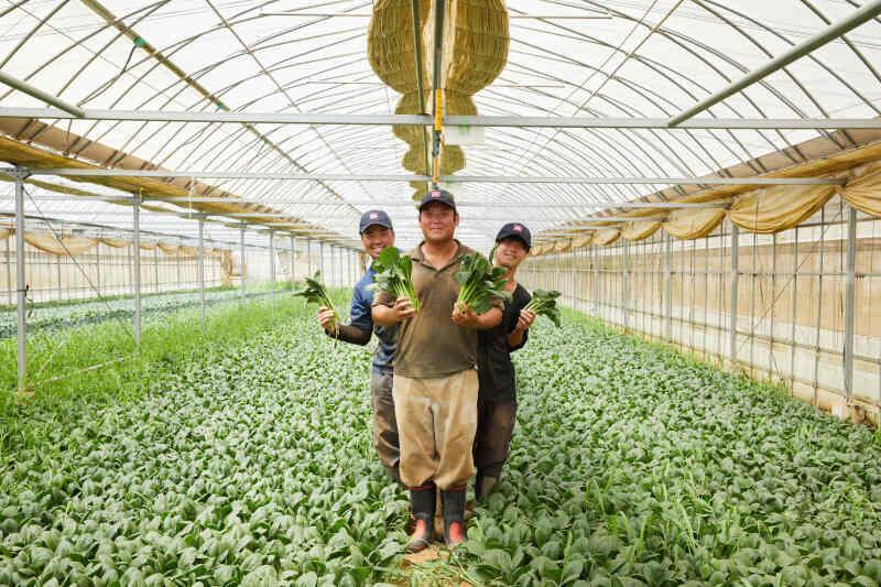 イオン茨城牛久農場の仕事画像1