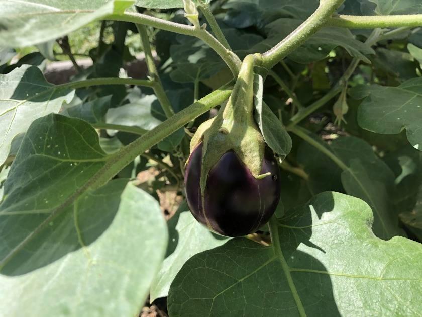 医療法人社団愛友会 グループホーム宮下本町の制服4