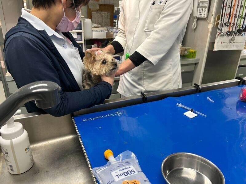 福岡動物医療センター 竹下院の仕事画像2