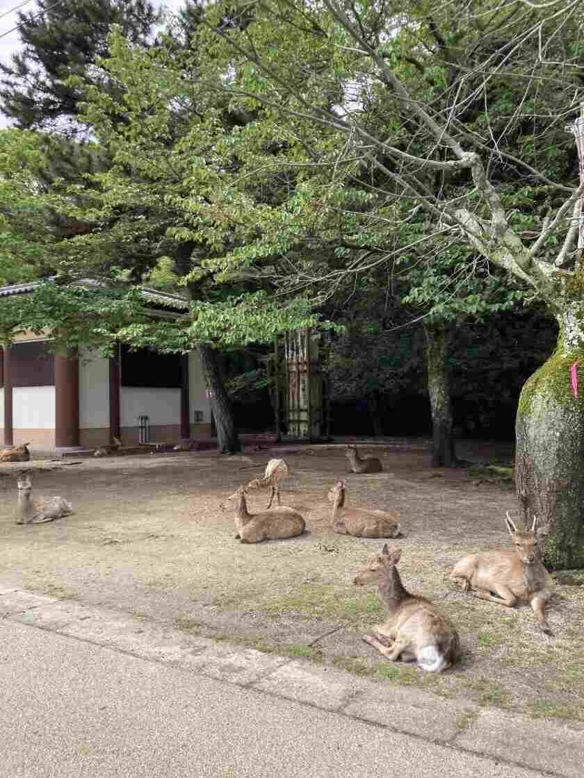 宮島シーサイドホテルの制服9