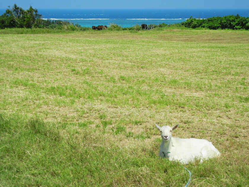 寮費無料・交通費支給!のんび~り沖縄生活。の制服6