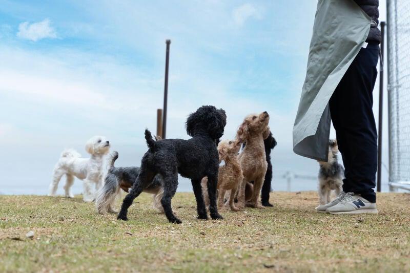 AWAJI DOG BASEの仕事画像1