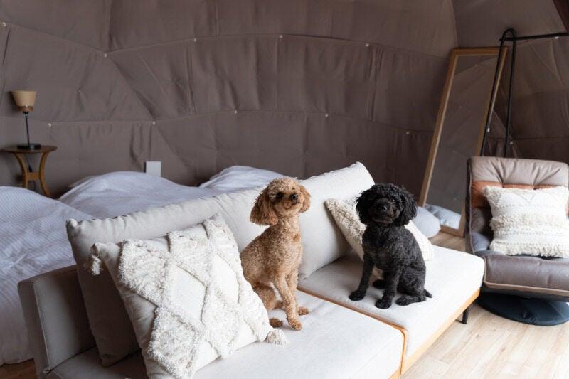 AWAJI DOG BASEの仕事画像3