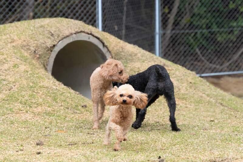 AWAJI DOG BASEの仕事画像2