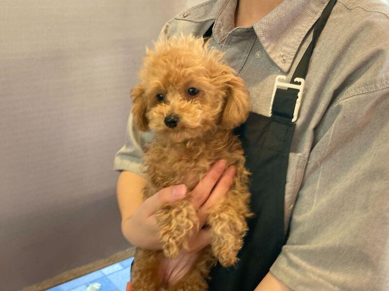 センチュリーペット西神中央店の仕事画像2