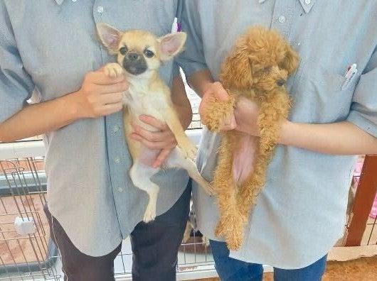 センチュリーペット姫路店の制服1