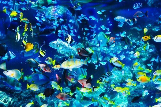 DMMかりゆし水族館の仕事画像1