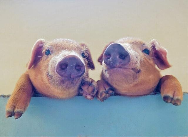 未経験OK!和やかな仲間が支える養豚場のお仕事。(専門職、その他、茂原市)のイメージ画像